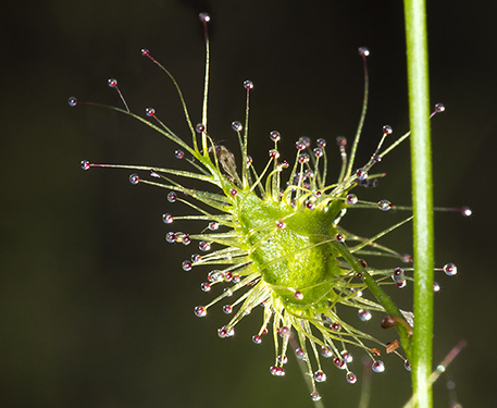 SundewPhotography by John Organ